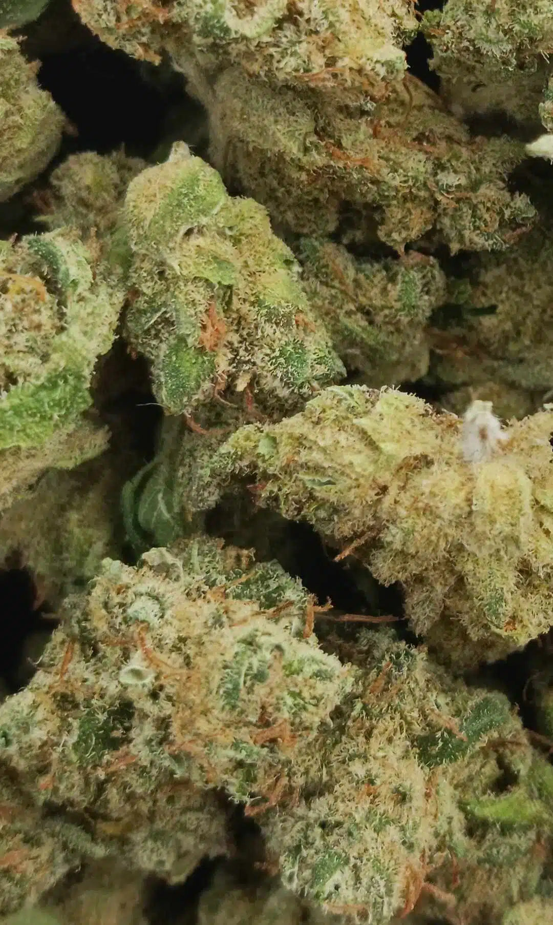 FLEUR CBD SMALL BUD WHITE WIDOW