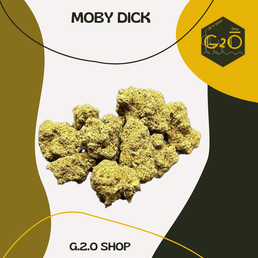 FLEURS CBD MOBY DICK HYDROPONIQUE.