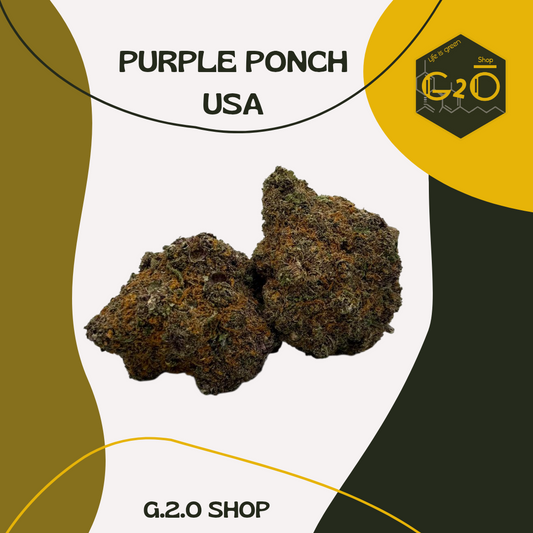 PURPLE PONCH USA