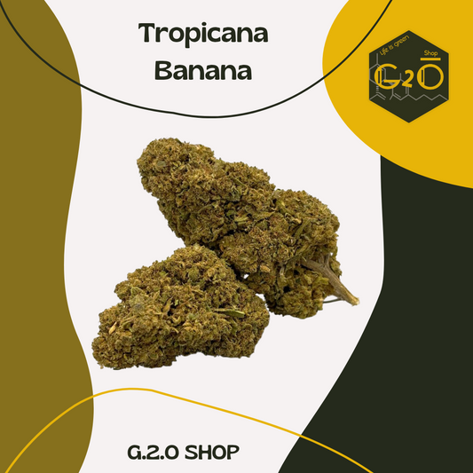 TROPICANA BANANA