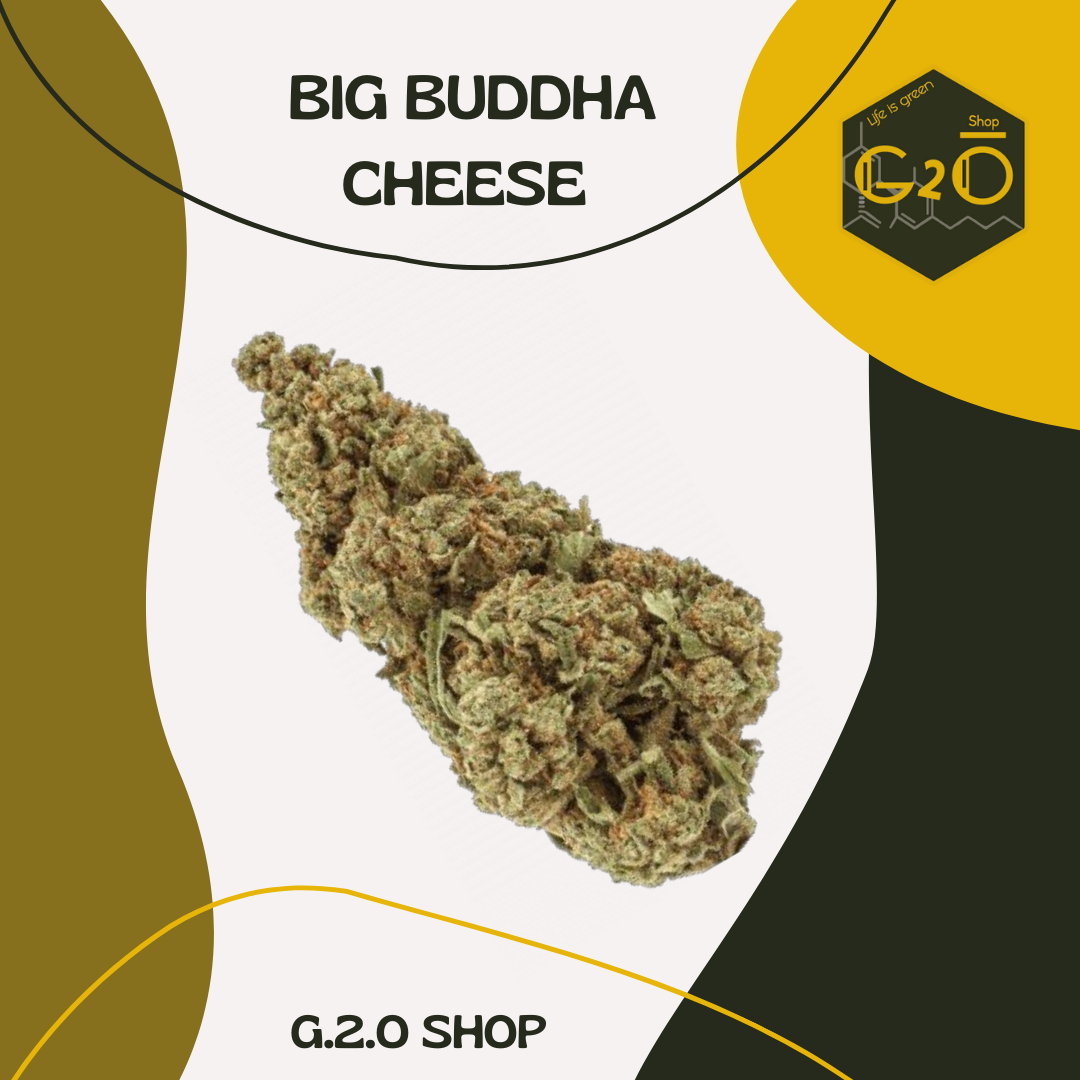 BIG BUDDHA CHEESE