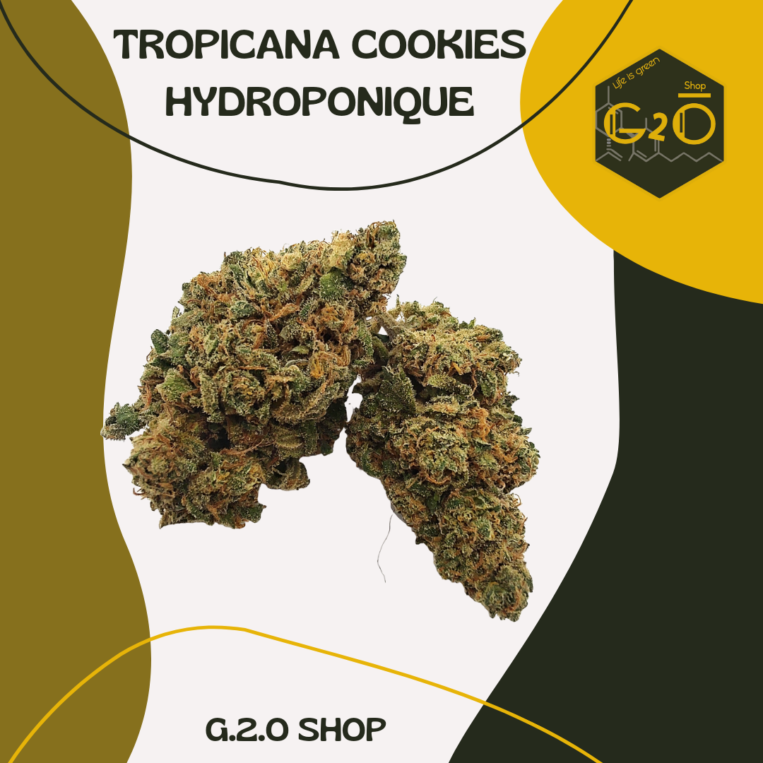 FLEURS CBD TROPICANA COOKIES HYDROPONIQUE