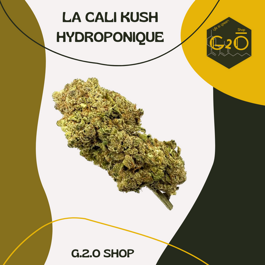 CALI KUSH HYDROPONIQUE