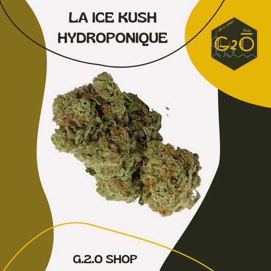 ICE KUSH HYDROPONIQUE